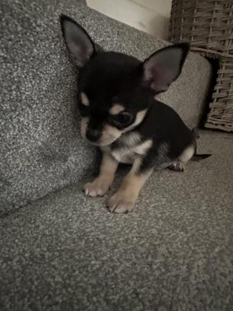 Image 15 of Stunning KC Registered Chihuahuas