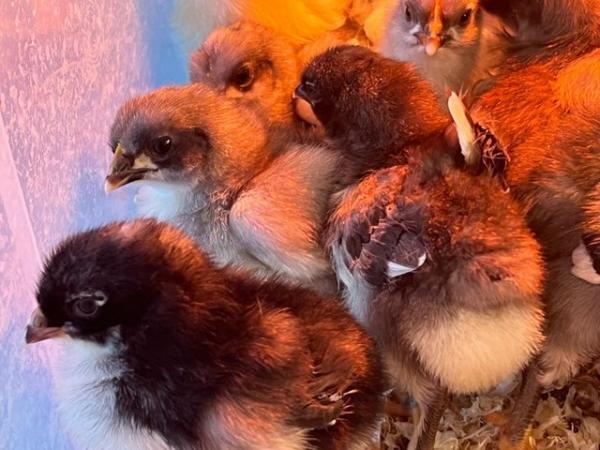 Image 1 of Day old chicks - Maran breeds cuckoo blue, black,splash