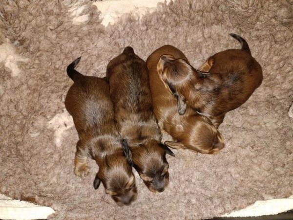 Image 12 of Dachshunds - Miniature Long Haired
