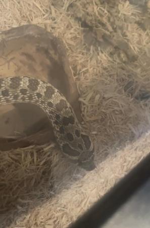 Image 5 of 3 year old Western Hognose Snake