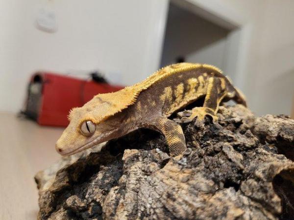 Image 1 of Pet only CB21 Crested Gecko Male