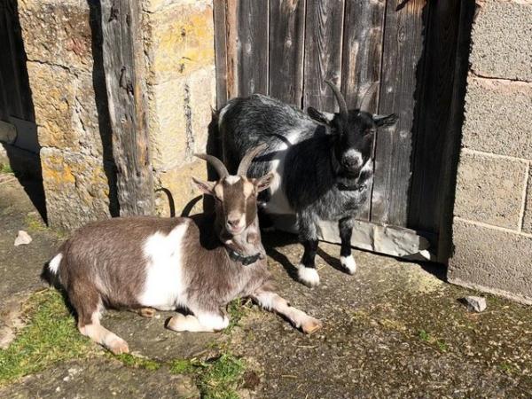 Image 3 of Very friendly Pygmy Goats