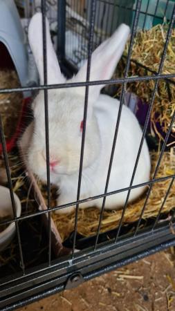 Image 5 of Small Friendly Female Rabbit