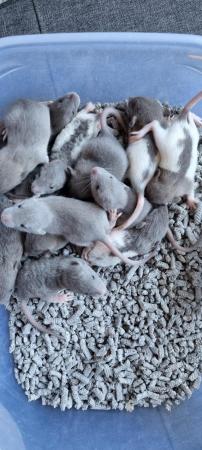 Image 11 of Tame Young/baby rats for sale (guaranteed tame)