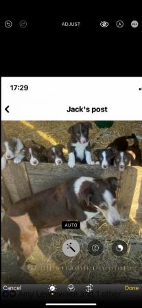Image 2 of Red and white border collie pups