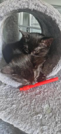 Image 1 of Kittens for new loving homee