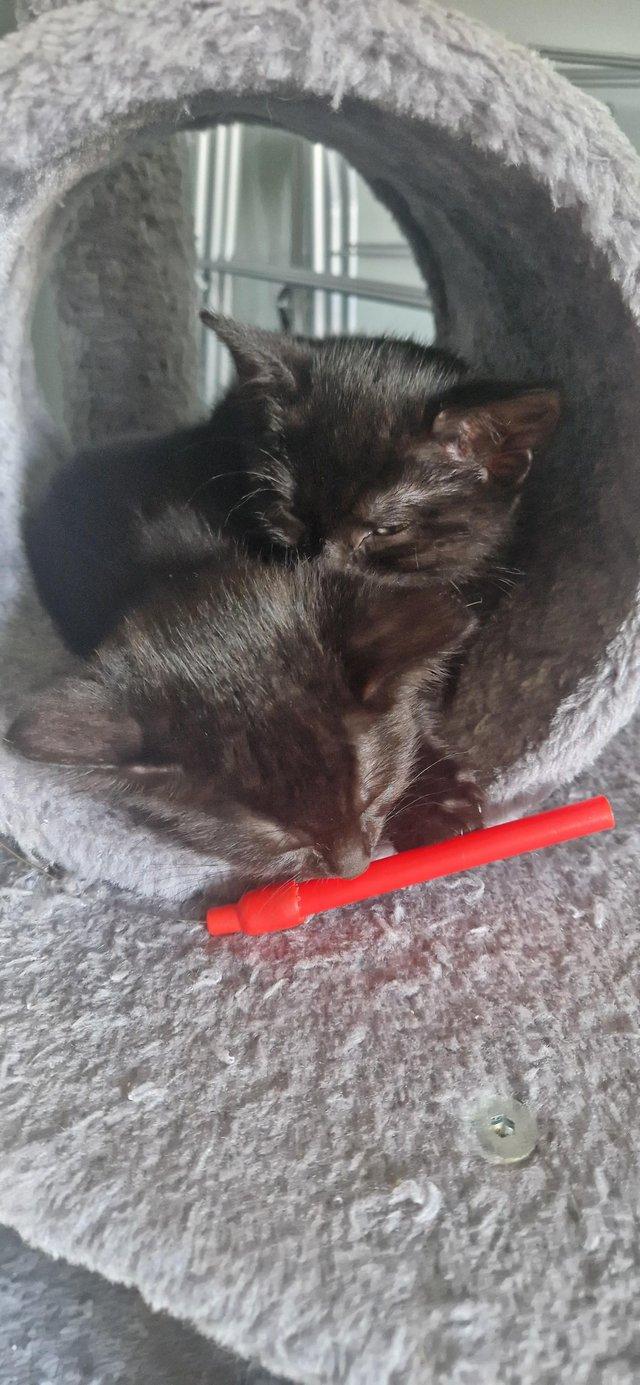Preview of the first image of Kittens for new loving homee.