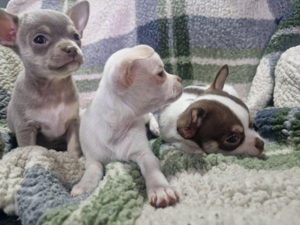 Image 9 of Pure breed Chihuahua puppies (All found new homes)