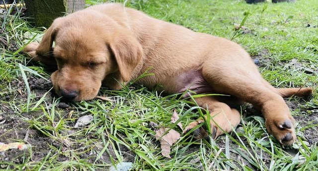 Image 21 of Labrador Puppies, KC Registered, Helsby , Cheshire