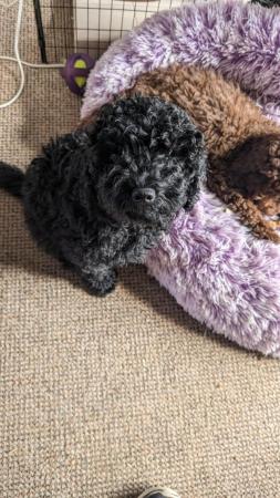 Image 9 of Charming F1B Cockapoo Puppies: 2 Bundles of Joy for sale