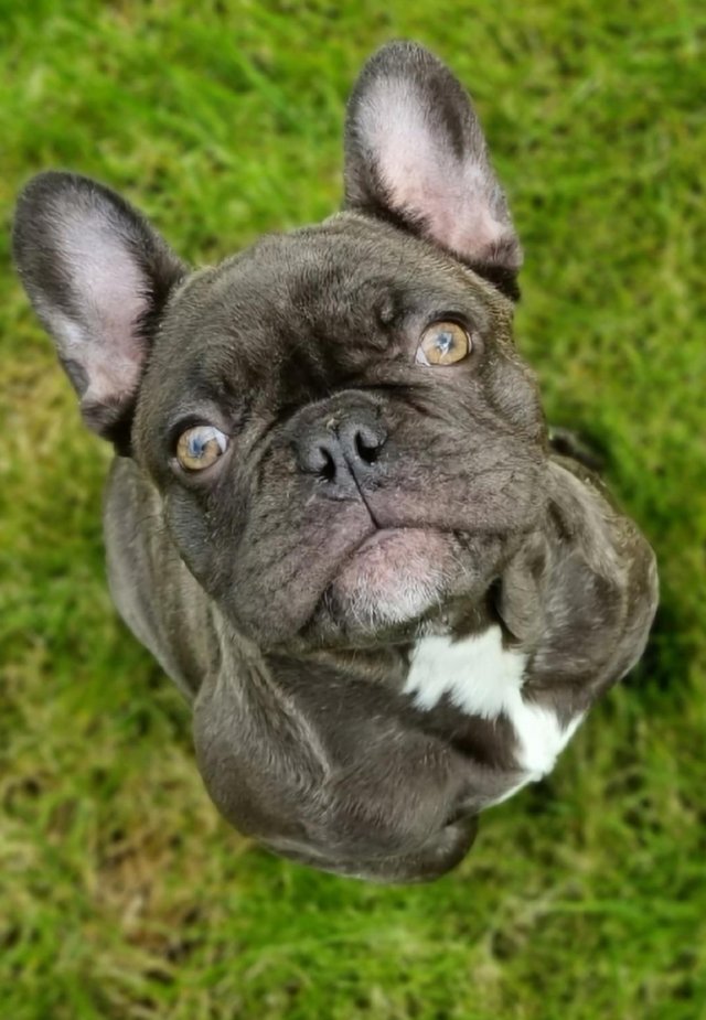 Preview of the first image of Show quality french bulldog female brindle.