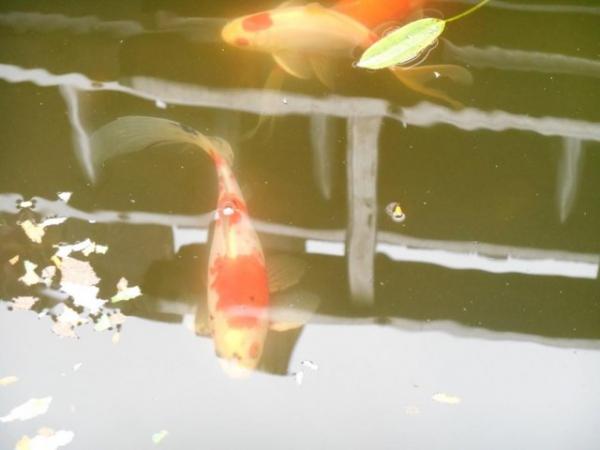Image 5 of Kidney shaped Fiberglass Fish Pond