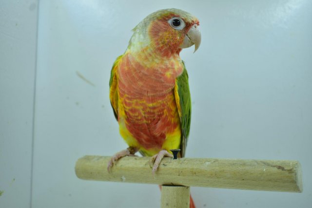 Image 3 of Baby pineapple conures looking for loving homes different mu