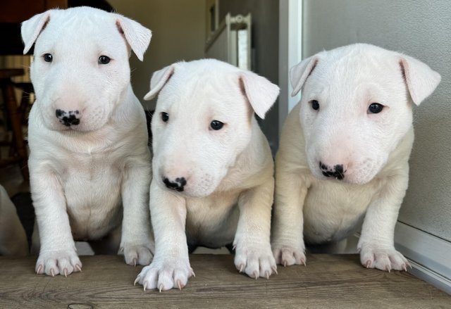 Image 16 of 1 Male, 2 Female KC Registered Bull Terrier Puppies