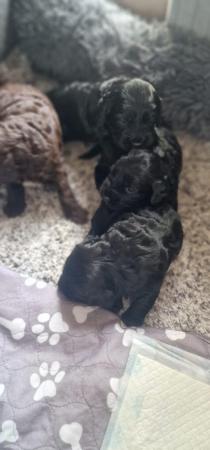 Image 4 of Cockapoo puppies 2 girls and 1 boy left