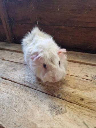 Image 5 of Young Boar Guinea Pigs For Sale