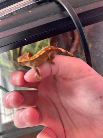 Image 5 of 1-3 month old baby crested gecko