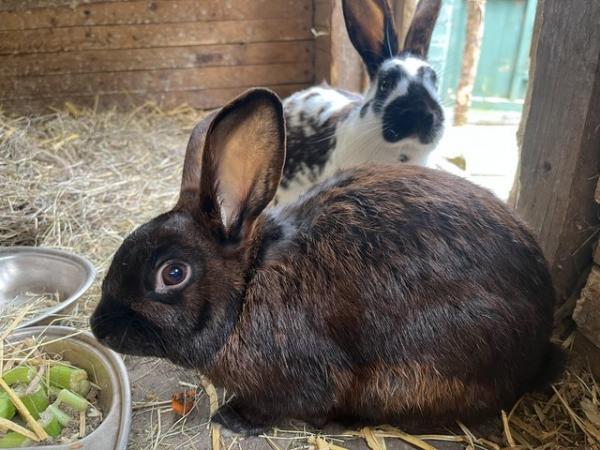 Image 1 of Male English spot x dwarf lop rabbits