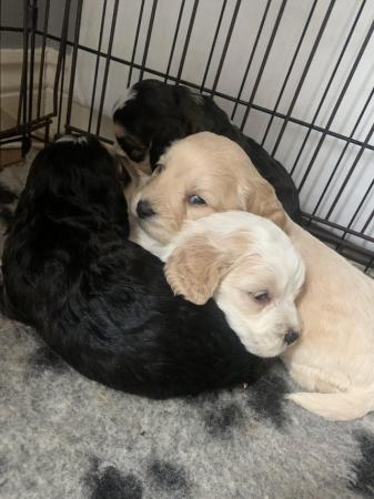 Image 16 of 7 gorgeous cockapoo pups for sale