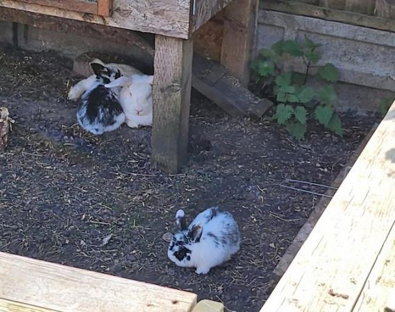 Image 1 of 5 Beautiful and friendly white and black & white bunnies