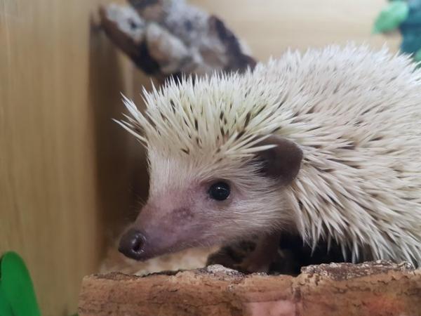 Image 5 of Male African pygmy hedgehogs