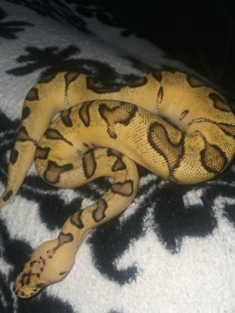 Image 2 of Enchi Pastel Clown Ball Python For Sale