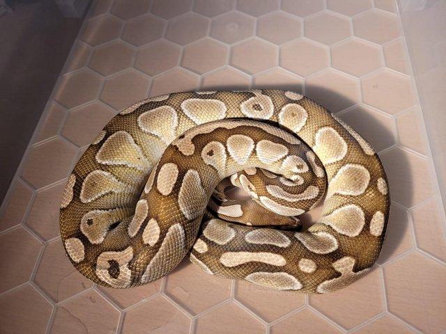 Preview of the first image of Breeding Size Royal Python Morphs collection (M/F) for sale.