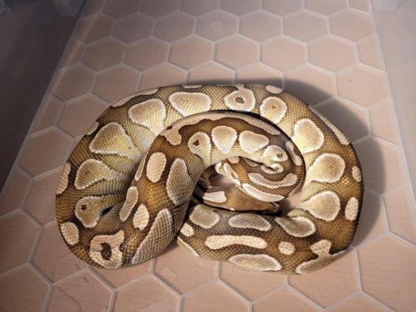 Image 1 of Breeding Size Royal Python Morphs collection (M/F) for sale