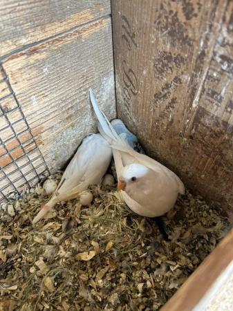 Image 4 of Beautiful young Budgies for sale