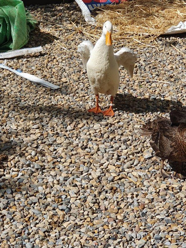 Preview of the first image of Pure white Indian Runner Duck.