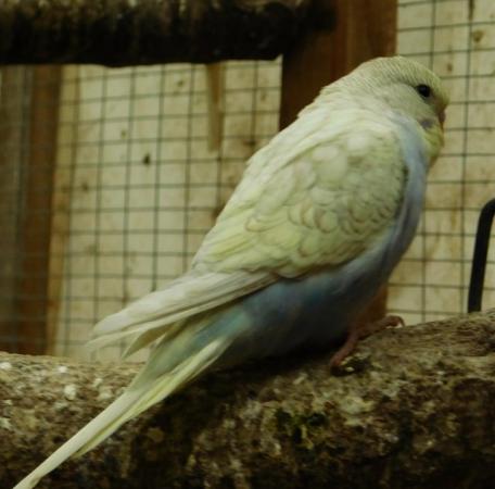 Image 10 of Budgies For Sale. Ideal Pets (Friendly) + Suit for Aviaries