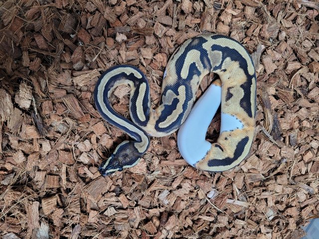 Preview of the first image of Cb23 pied female ball python.