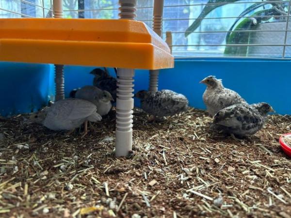 Image 5 of 7 Button Quails with Cage
