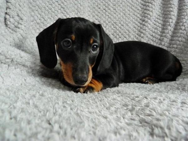 Image 8 of Ready Now KC Registered Miniature Dachshund Puppies