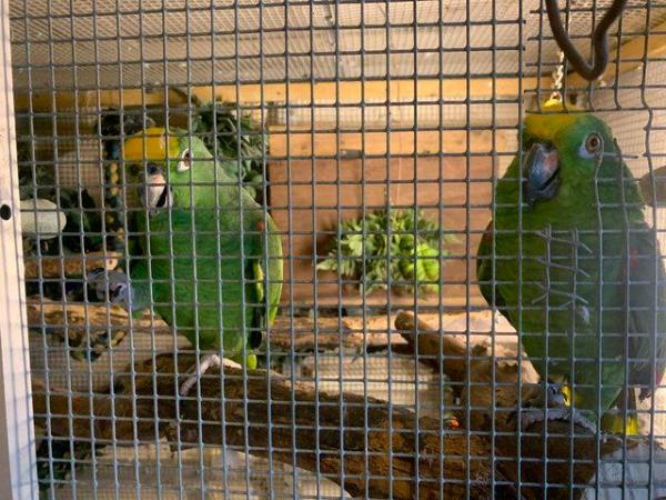Image 6 of amazon yellow front parrot for sale