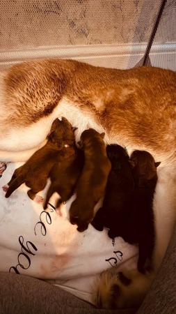 Image 2 of Labrador Huskey x puppies 5 girls 1 Boy