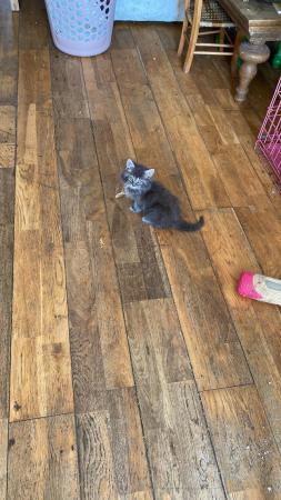 Image 8 of Beautiful Grey mix breed kittens ready now