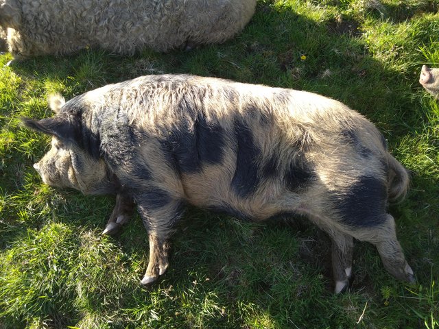 Preview of the first image of Proven kune kune Boar for loan/rent.