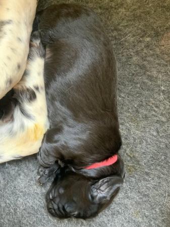 Image 6 of SPROCKER PUPPIES FOR SALE