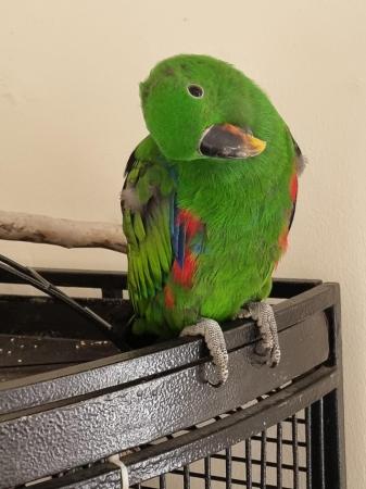 Image 3 of 4 month old eclectus parrot