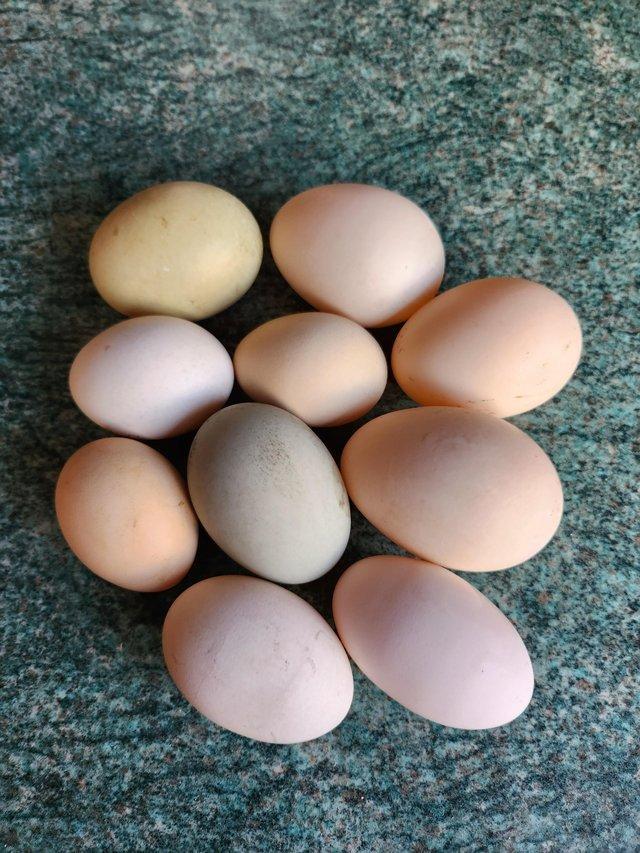 Preview of the first image of Fertile Chicken and Duck Eggs availabile.
