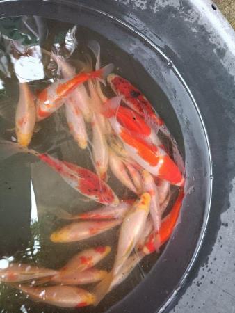 Image 5 of COLD WATER FISH WANTED/PONDS CLEARED AND DRAINED