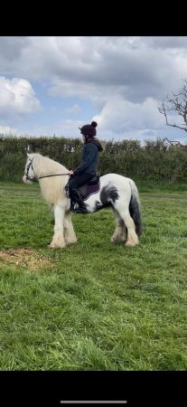 Image 1 of 12 hh stunning cob gelding for sale