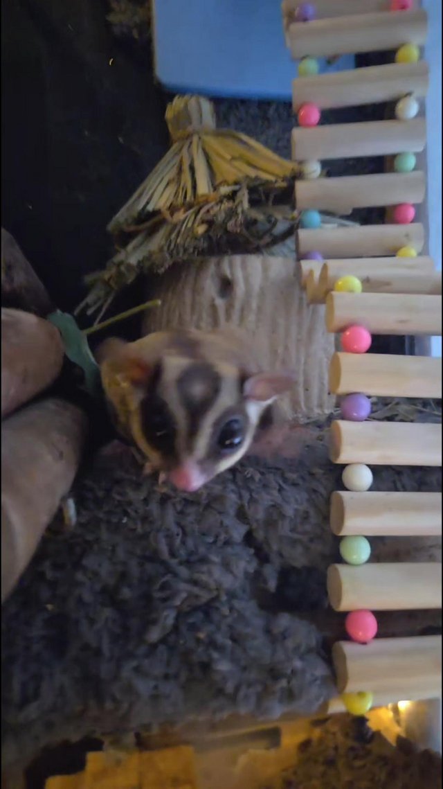 Sugar glider pair for sale — photo 2 of 4