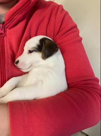 Image 2 of Jack Russell puppy for sale- Last one left
