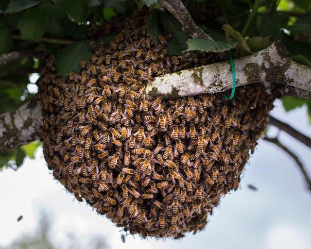 Preview of the first image of Honey bees swarms bee hives.