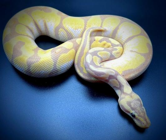 Image 2 of Banana enchi lesser pastel ball python