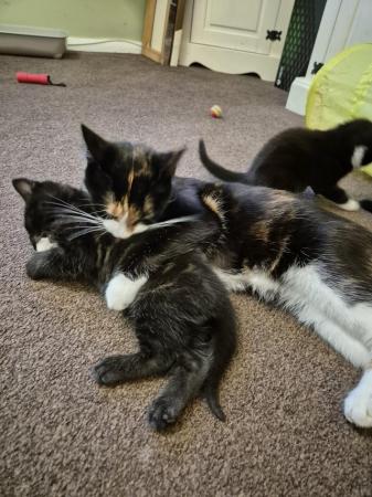Image 4 of 9 week old cute Kittens