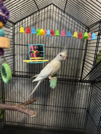 Image 4 of 3 months old Albino cockatiel with cage