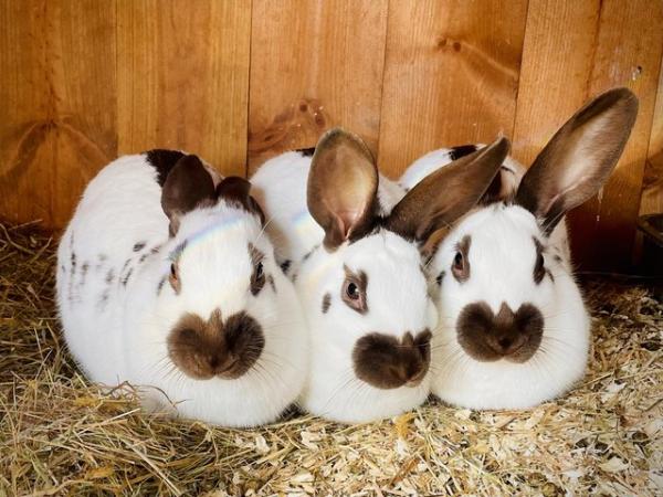 Image 2 of English spot rabbits - chocolate